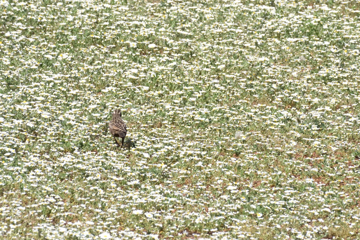 Long-tailed Meadowlark - ML645592713