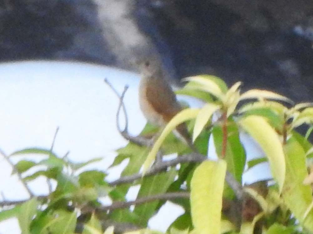 Pale-breasted Thrush - ML645592719