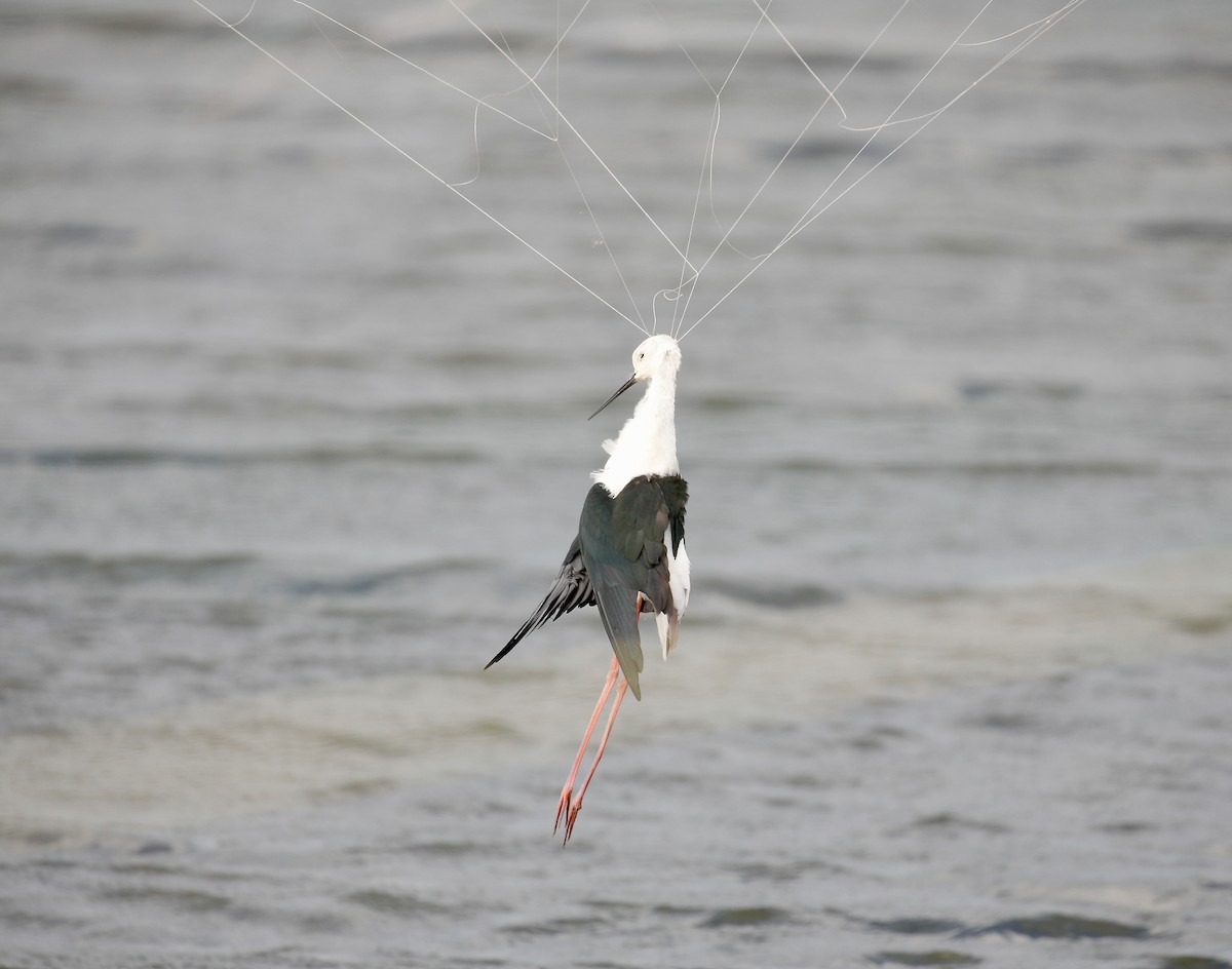 Zankaluze eurasiarra - ML645592722