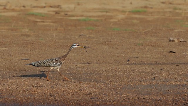 Sunbittern - ML645592740