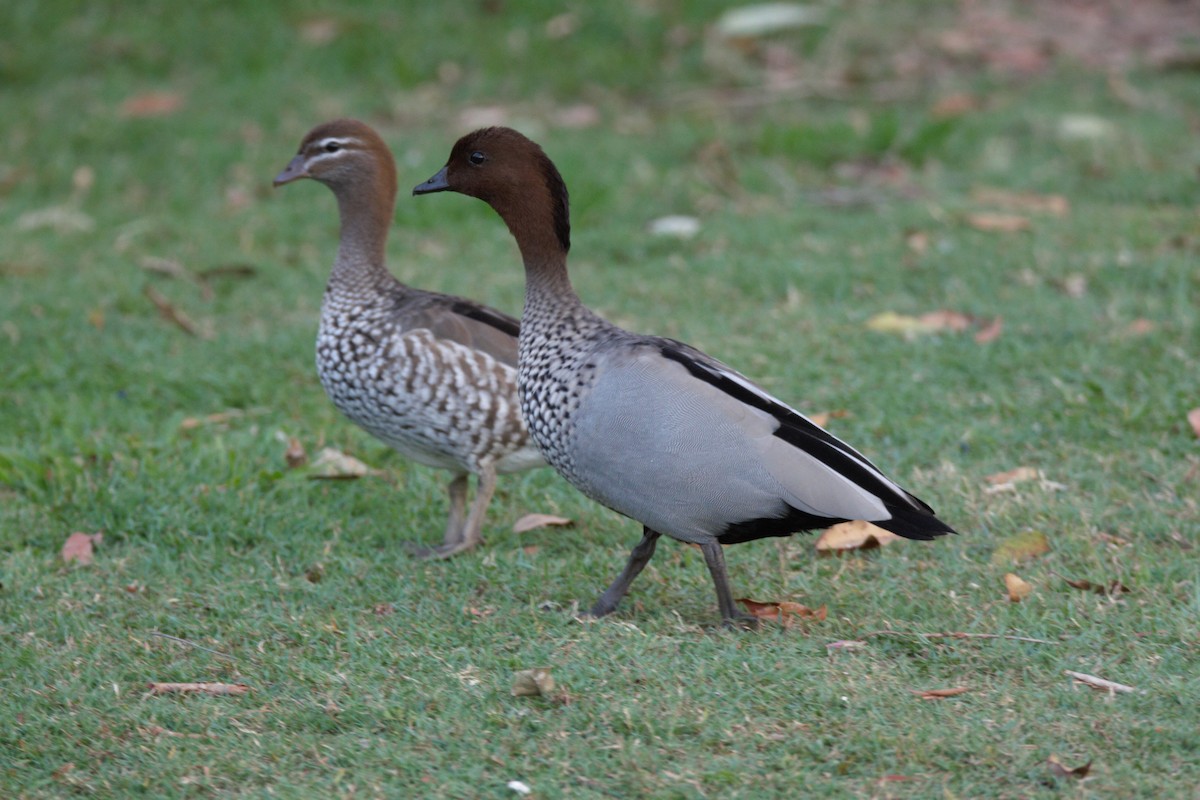 Maned Duck - ML645592751