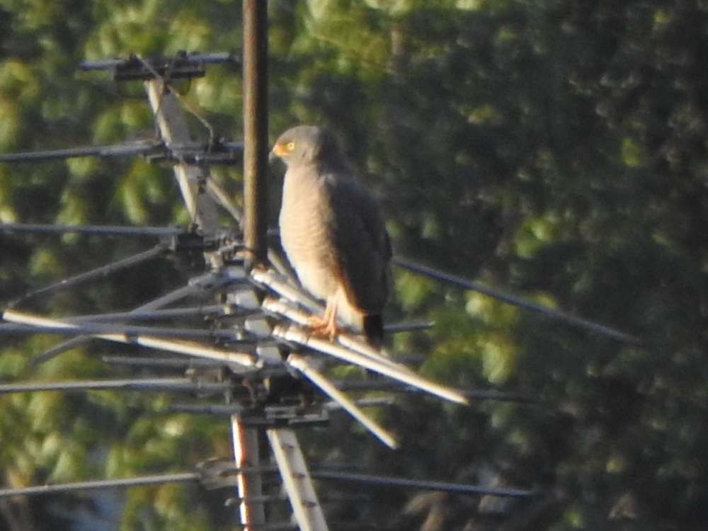 Yol Şahini - ML645592752