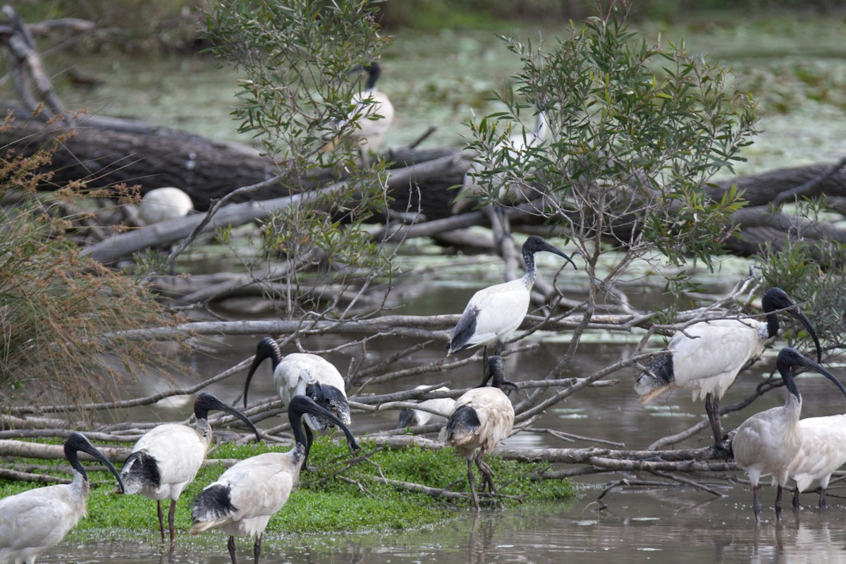 Australian Ibis - ML645592759
