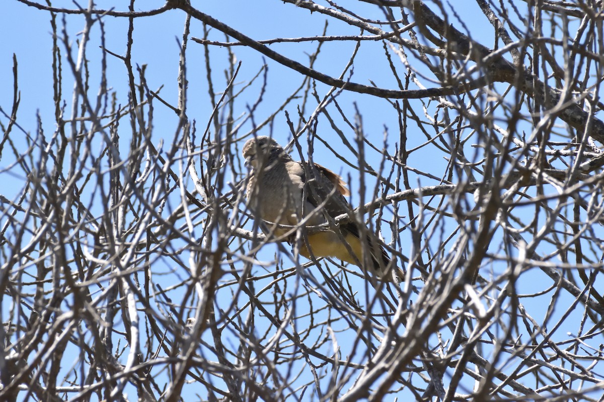 Picui Ground Dove - ML645592760