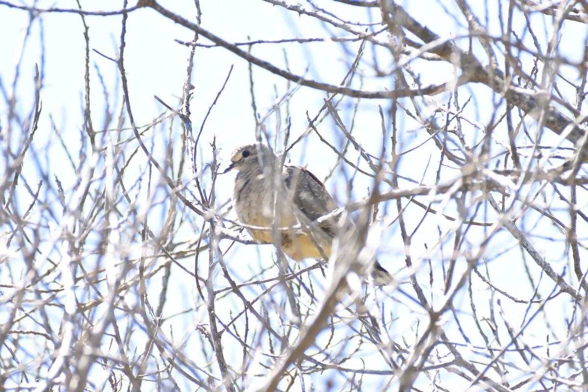 Picui Ground Dove - ML645592763
