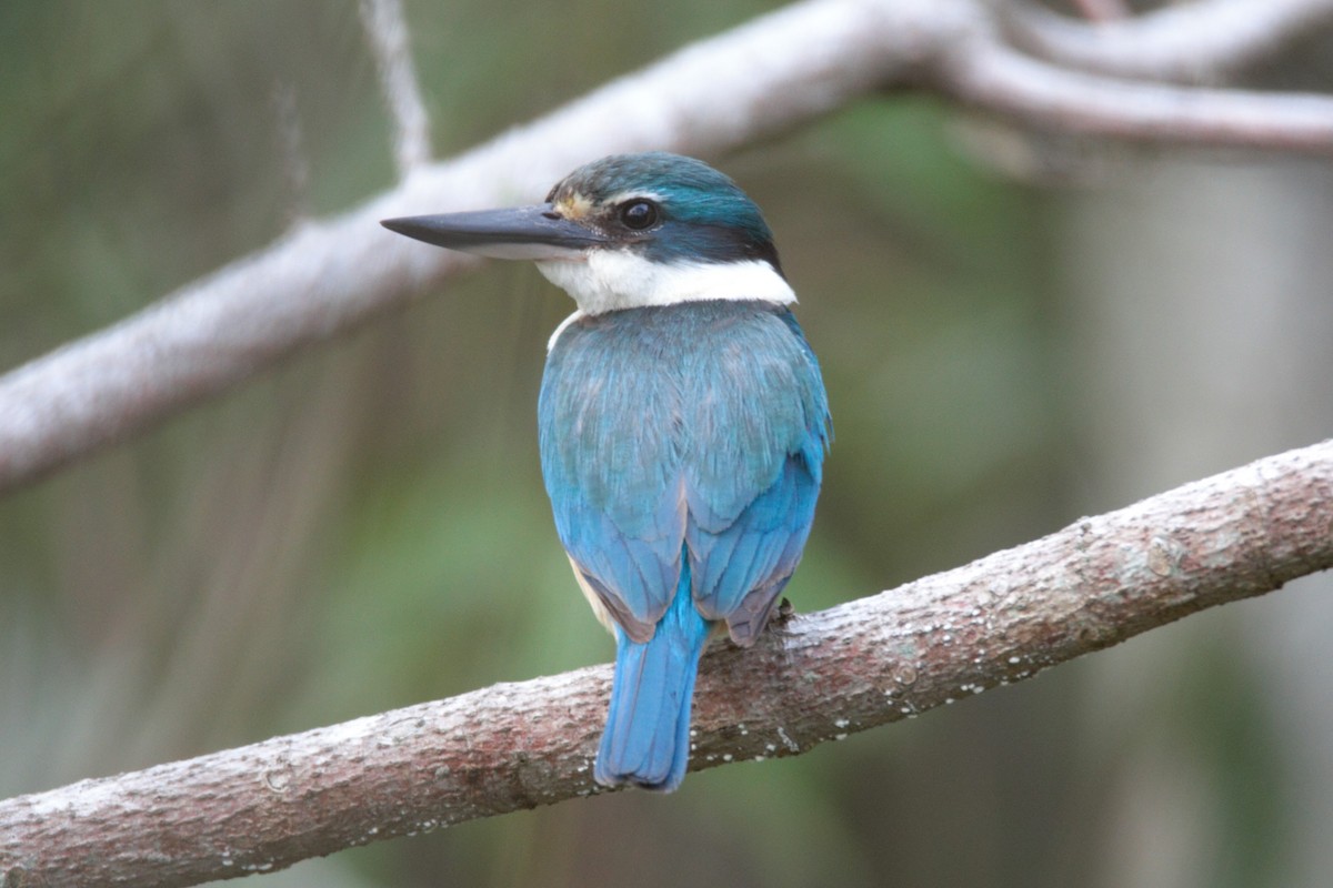 Sacred Kingfisher - ML645592764