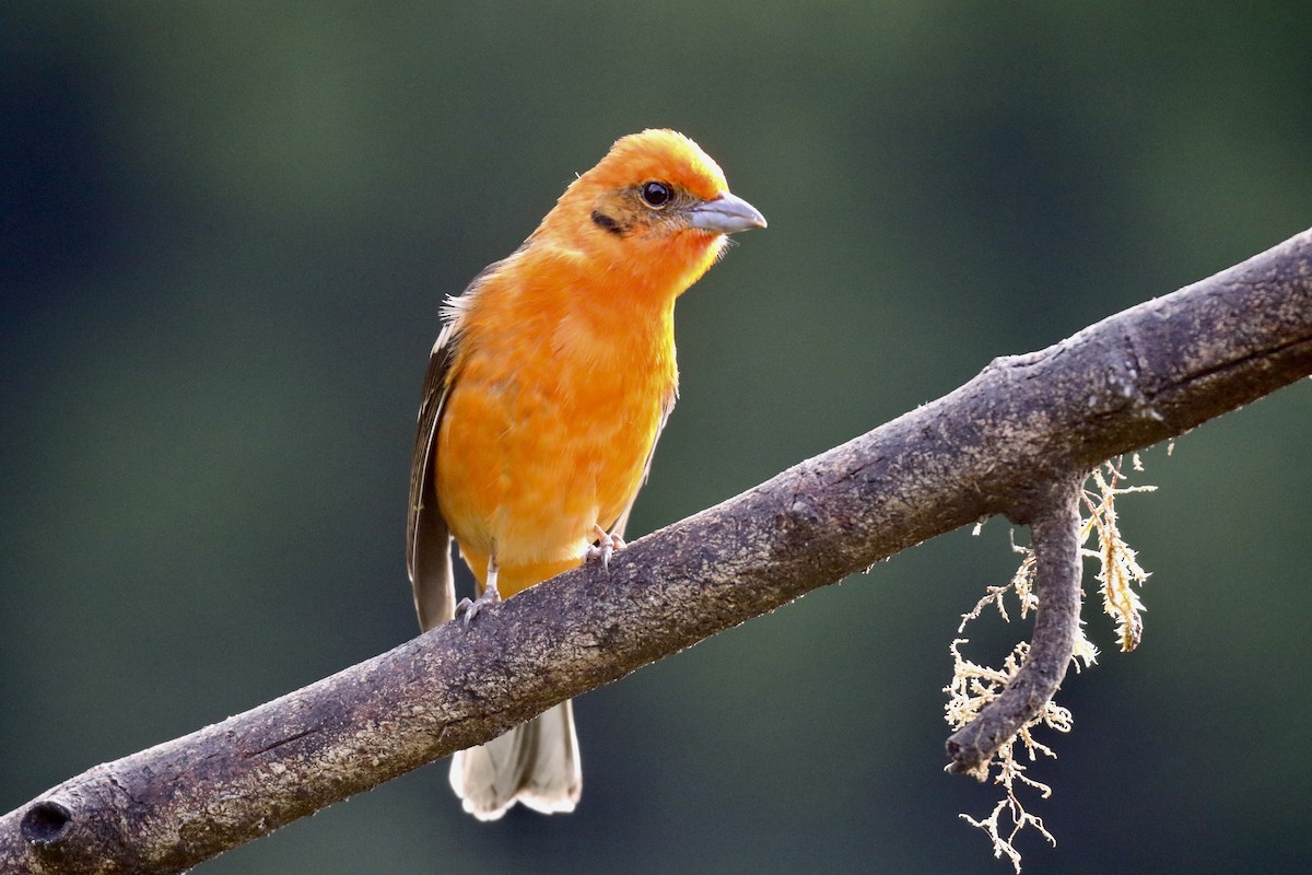 Flame-colored Tanager - ML645592768
