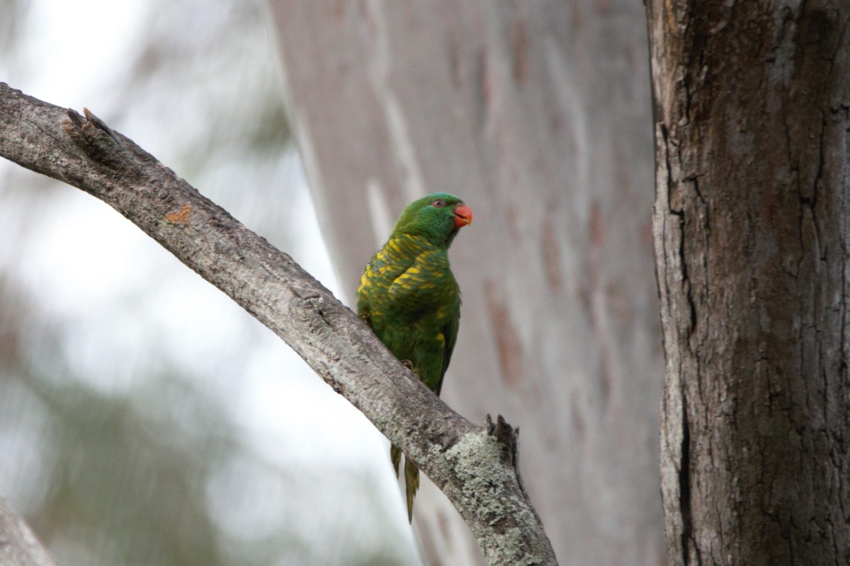 Scaly-breasted Lorikeet - ML645592769