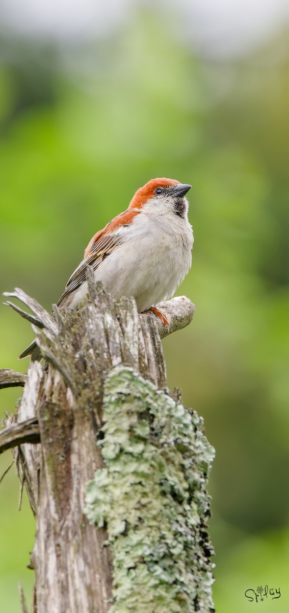 Russet Sparrow - ML645592793