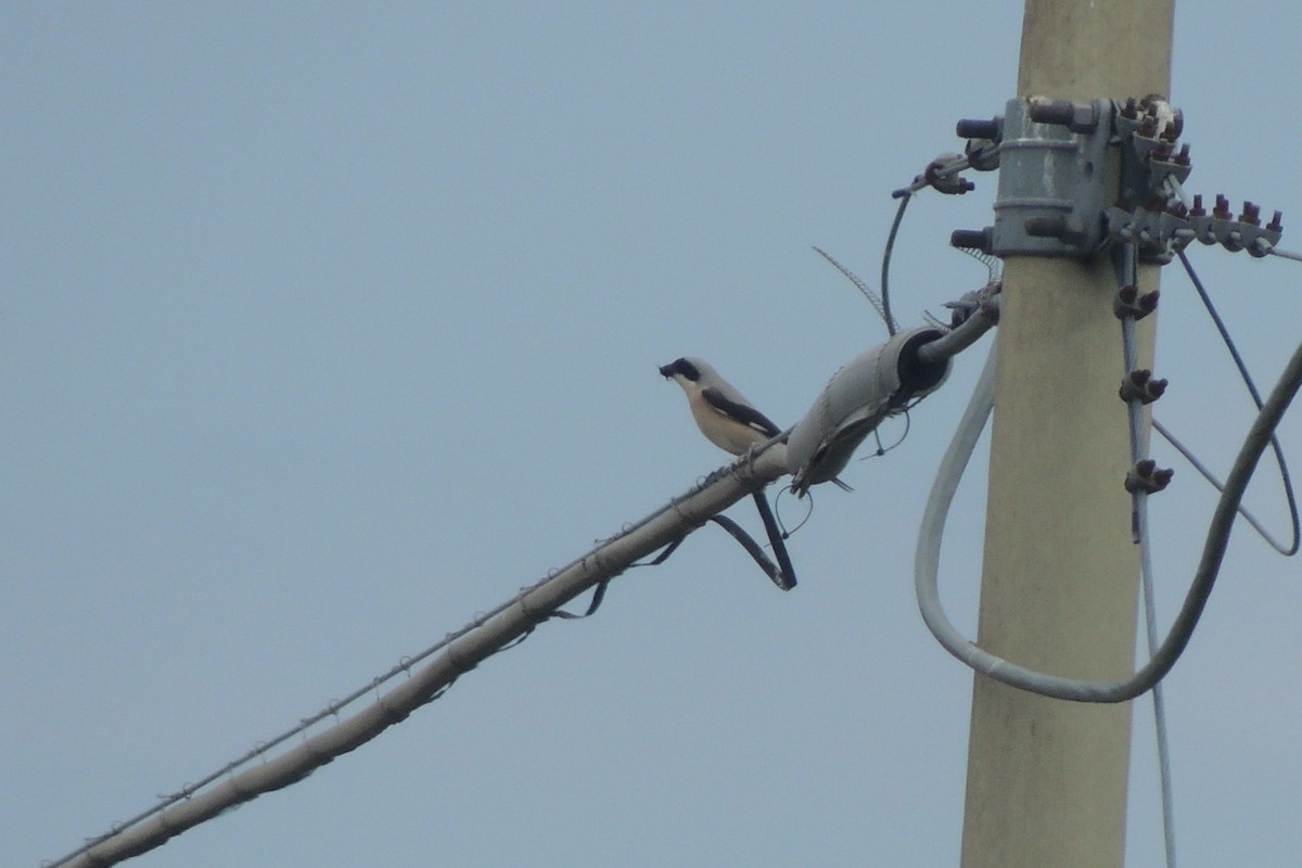 Schwarzstirnwürger - ML645592794