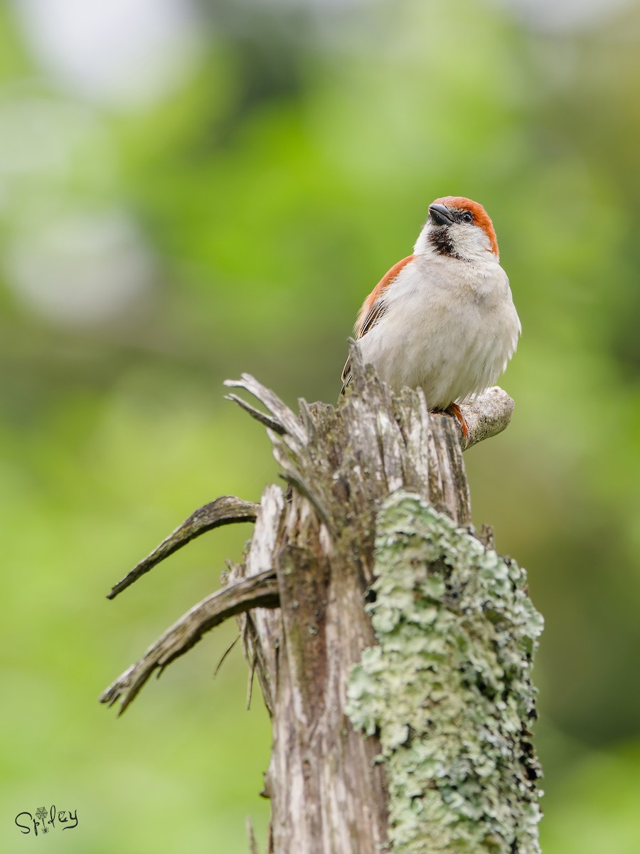 Russet Sparrow - ML645592797