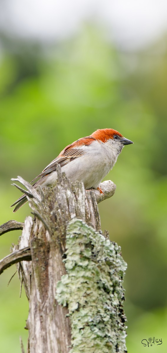 Russet Sparrow - ML645592803