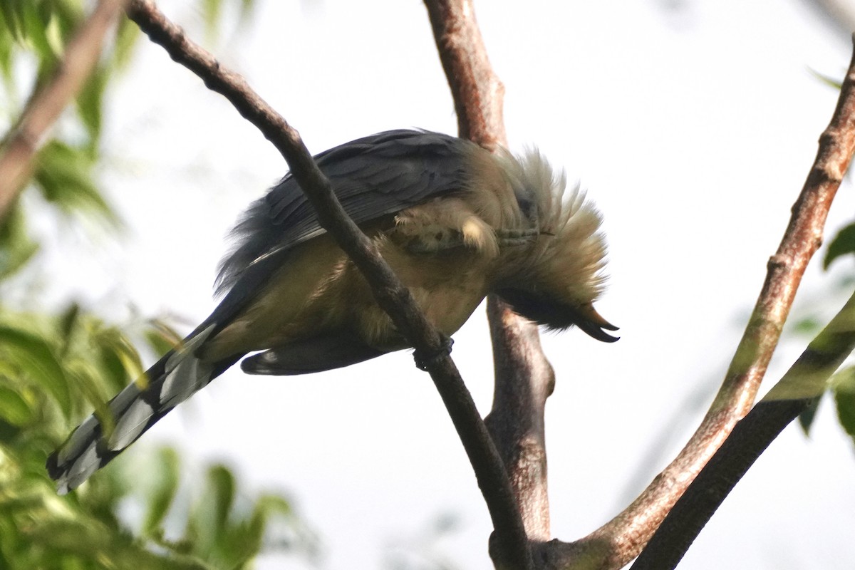 Mangrove Cuckoo - ML645592805