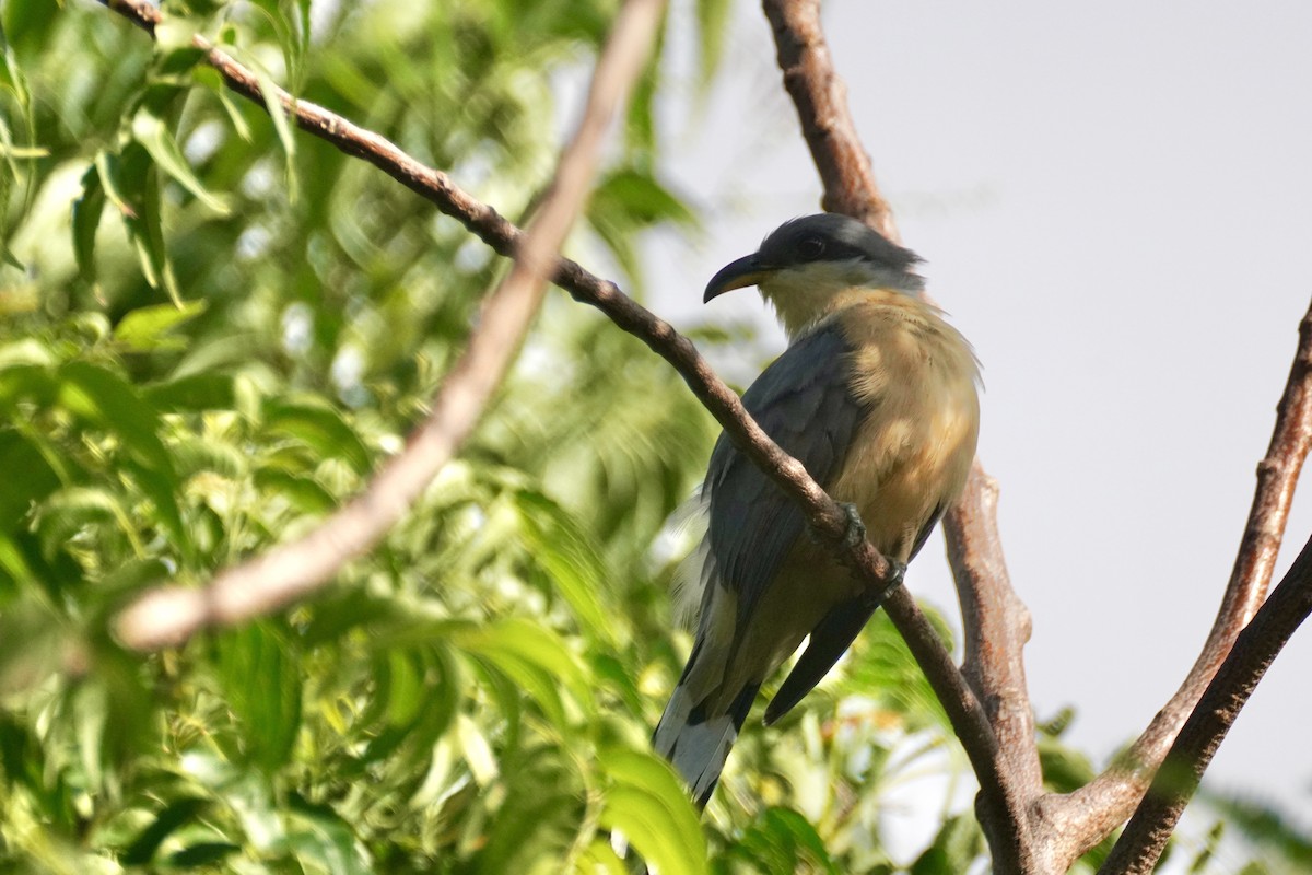 Mangrove Cuckoo - ML645592806