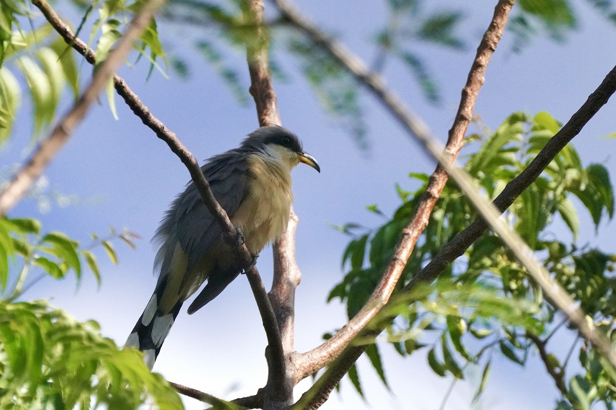 Mangrove Cuckoo - ML645592807
