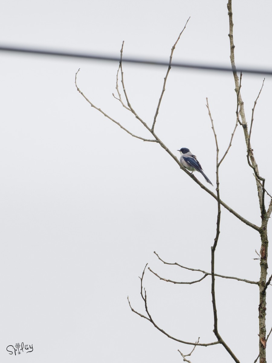 Kara Başlı Sibya - ML645592808