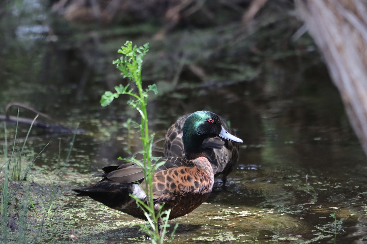 Chestnut Teal - ML645592810