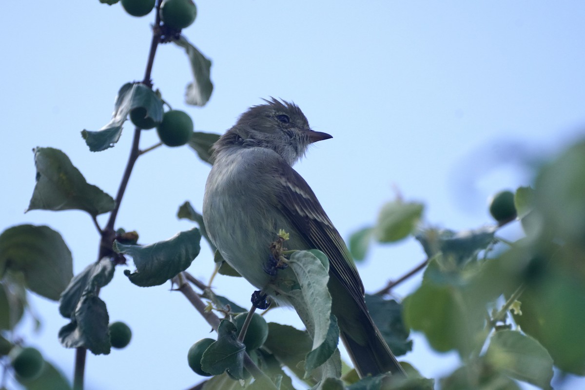 Élénie siffleuse - ML645592828
