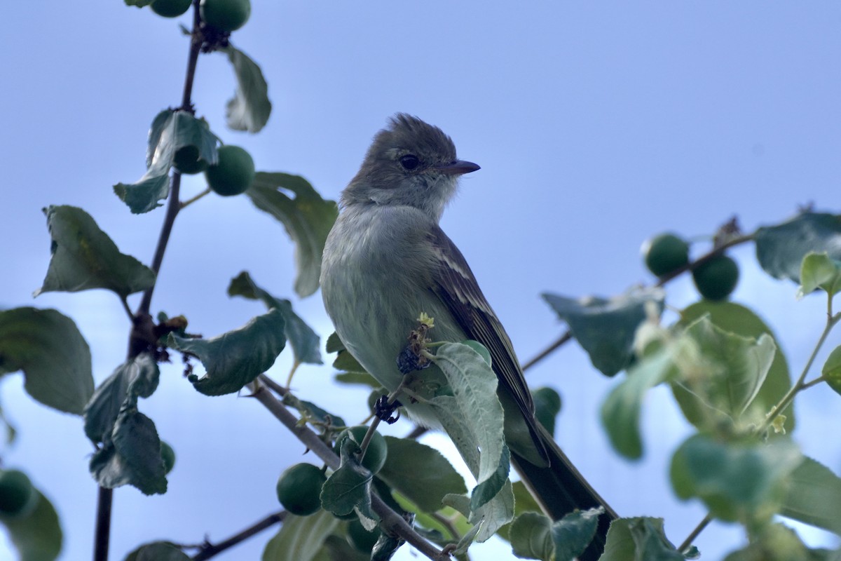 Élénie siffleuse - ML645592829