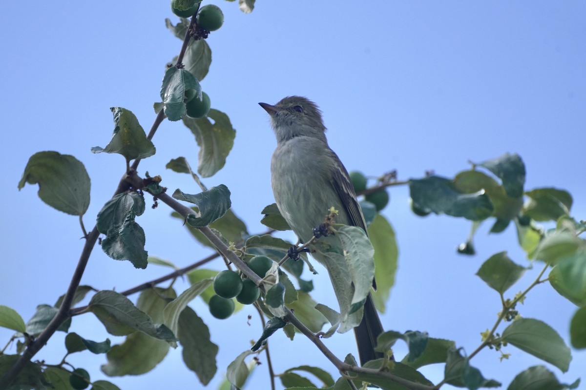 Élénie siffleuse - ML645592830