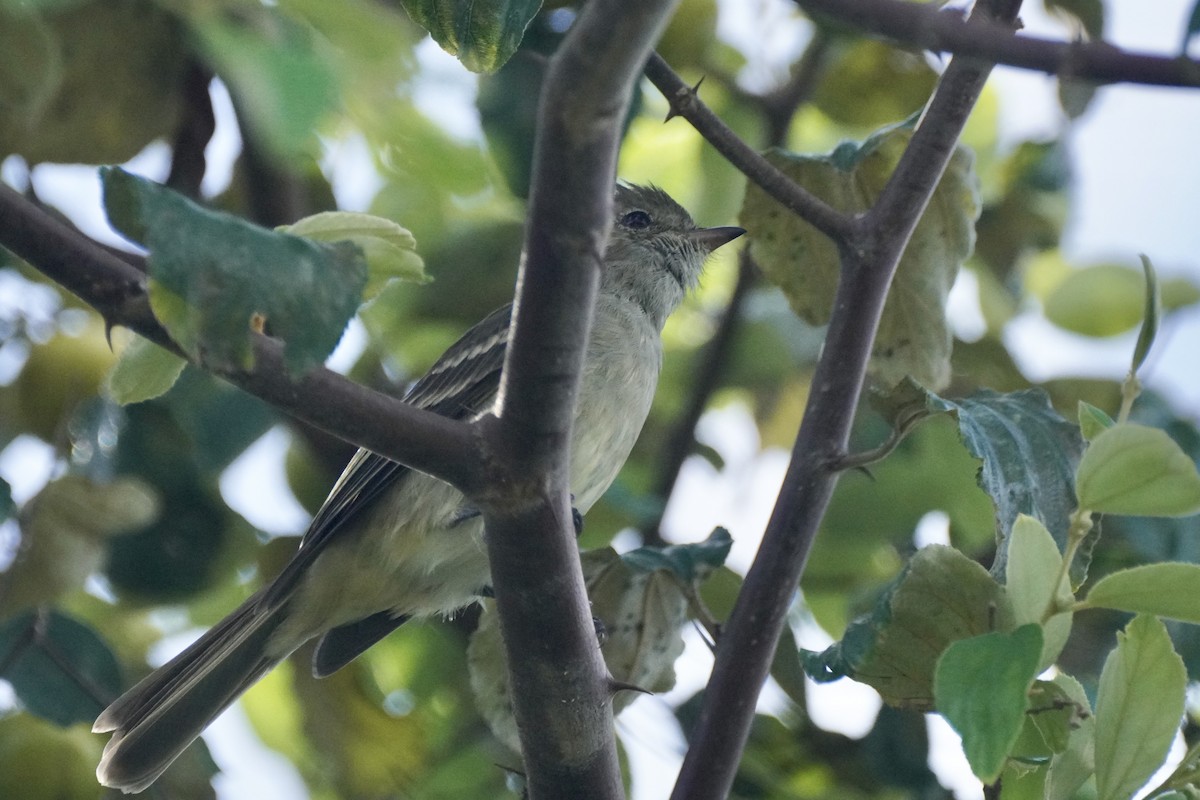 Élénie siffleuse - ML645592831