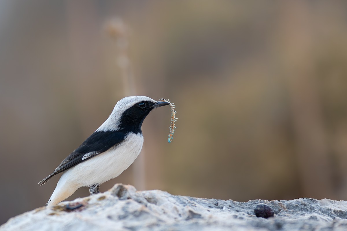 Finsch's Wheatear - ML645592833