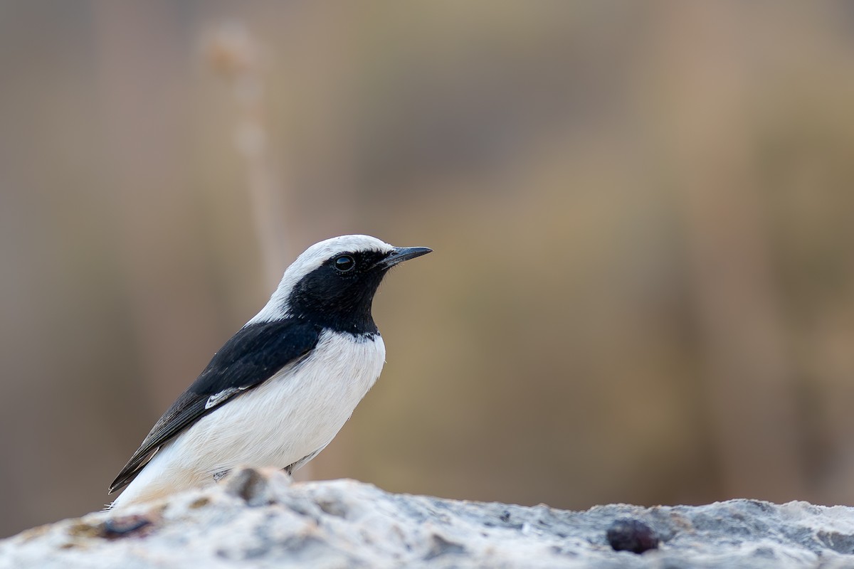 Finsch's Wheatear - ML645592834