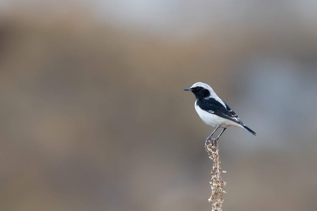 Finsch's Wheatear - ML645592835