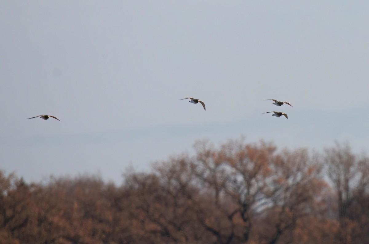 Сивка звичайна - ML645592836