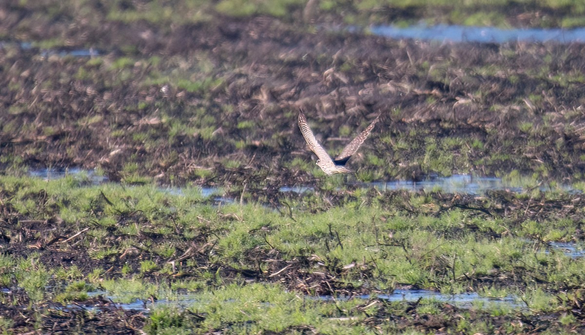 Merlin - ML645592837