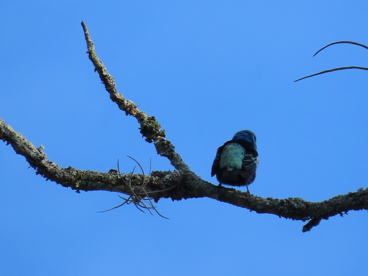 Blue-necked Tanager - ML645592851