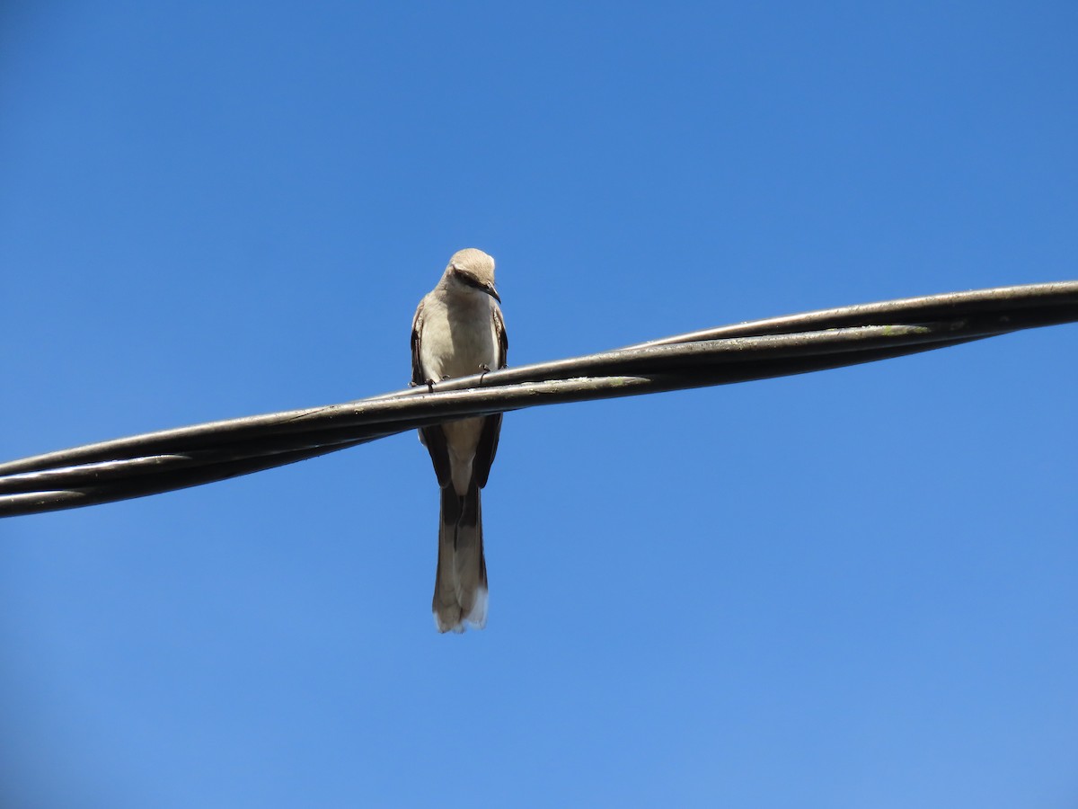 Moqueur des savanes - ML645592858