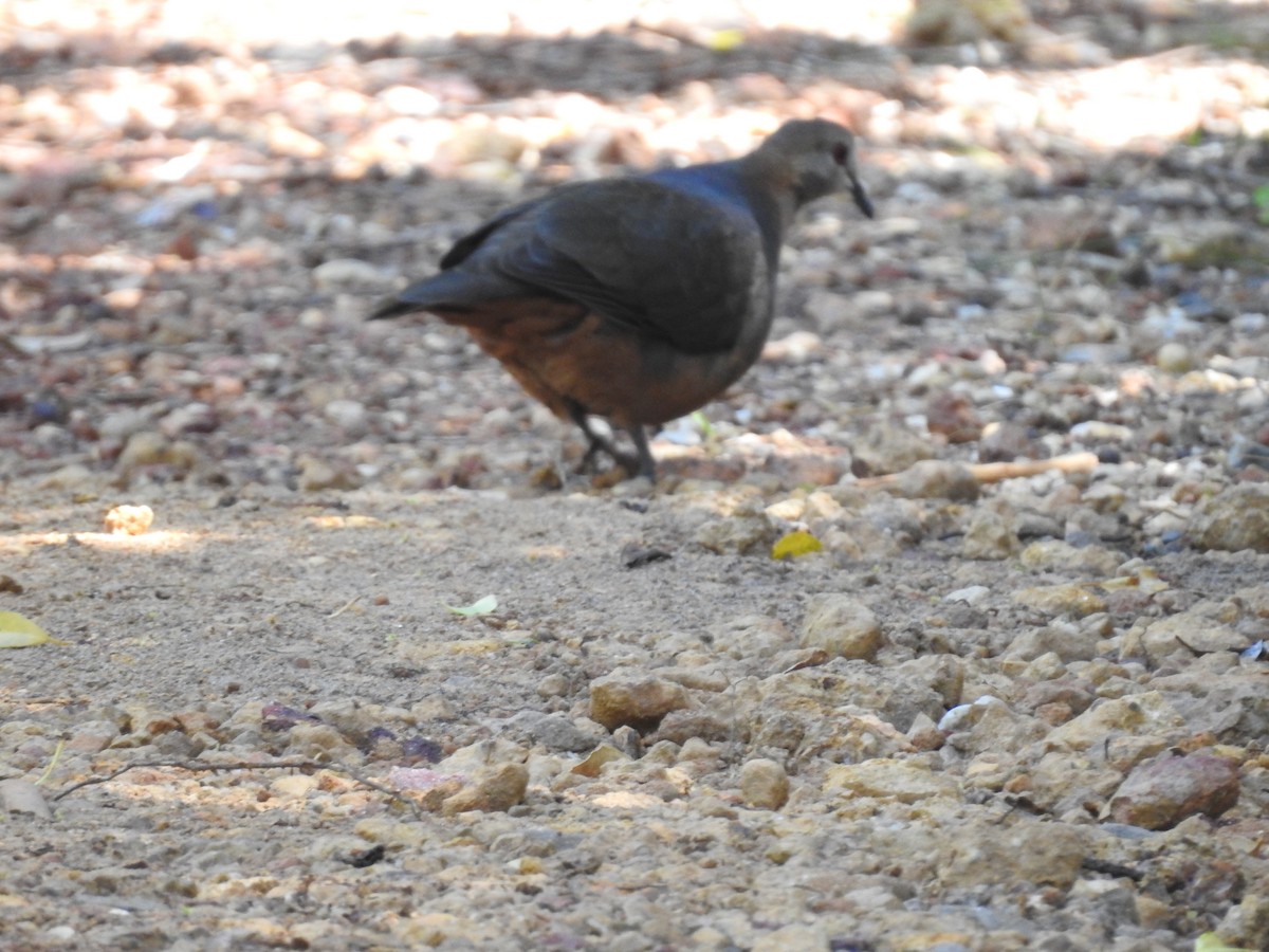 Lemon Dove - ML645592871