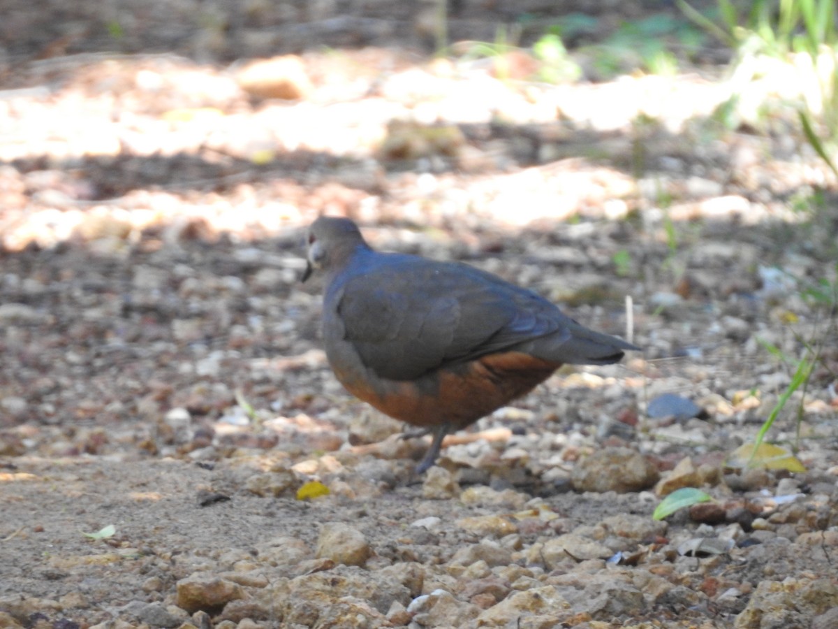 Lemon Dove - ML645592874