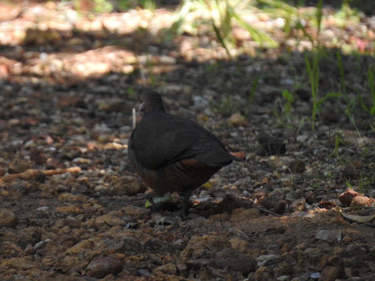 Lemon Dove - ML645592875
