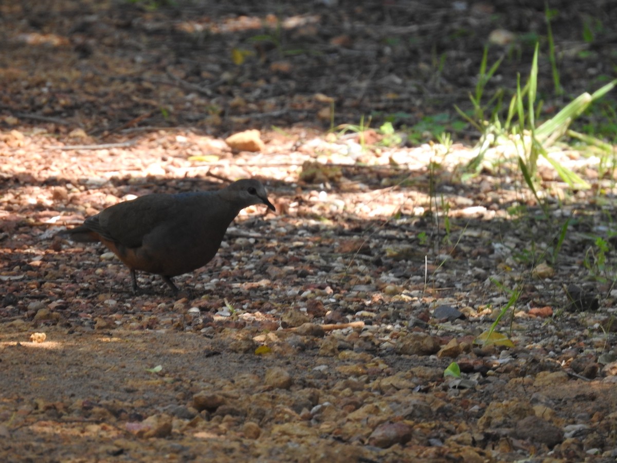 Lemon Dove - ML645592876