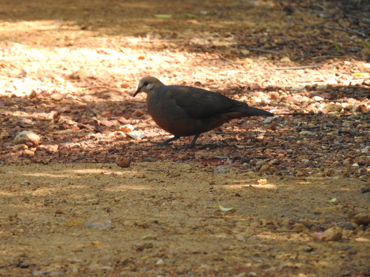 Lemon Dove - ML645592877