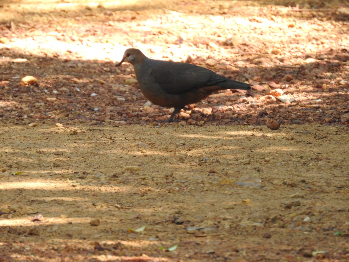 Lemon Dove - ML645592882