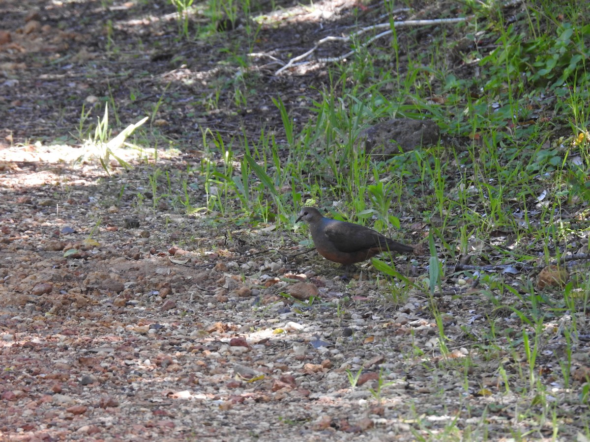 Lemon Dove - ML645592883