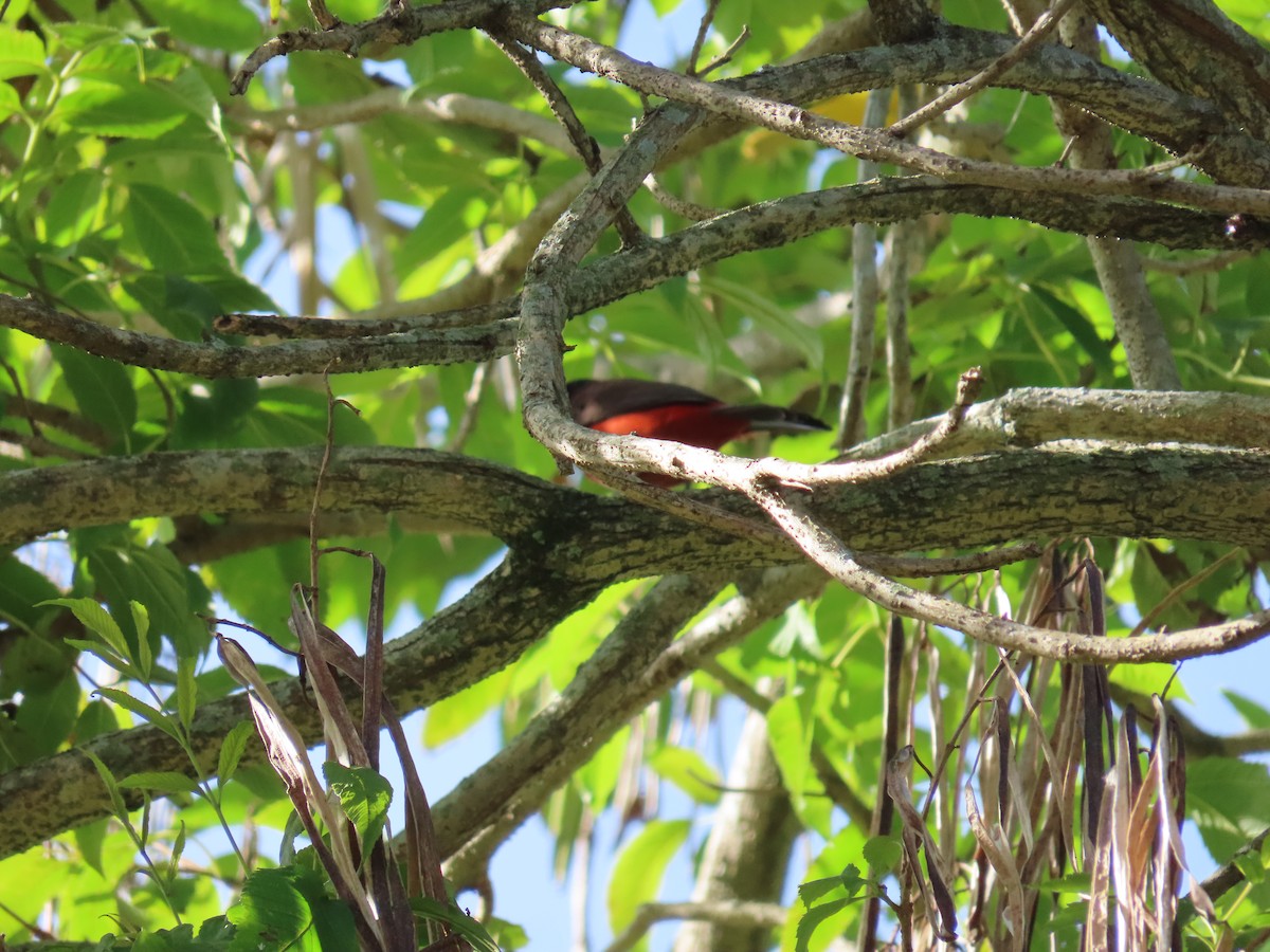Crimson-backed Tanager - ML645592887