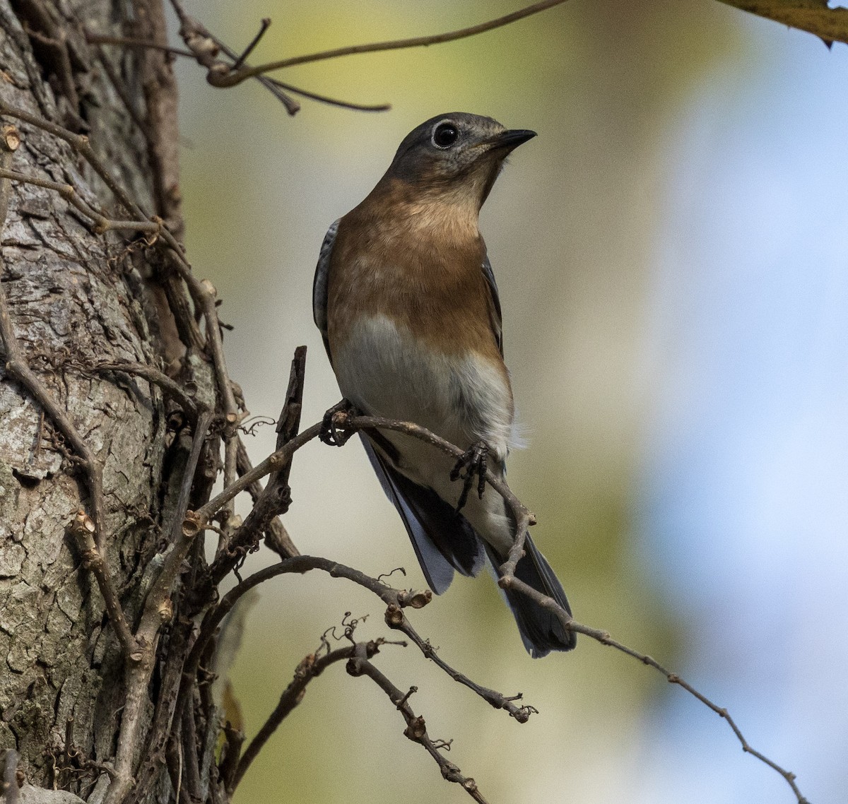 Eastern Bluebird - ML645592890