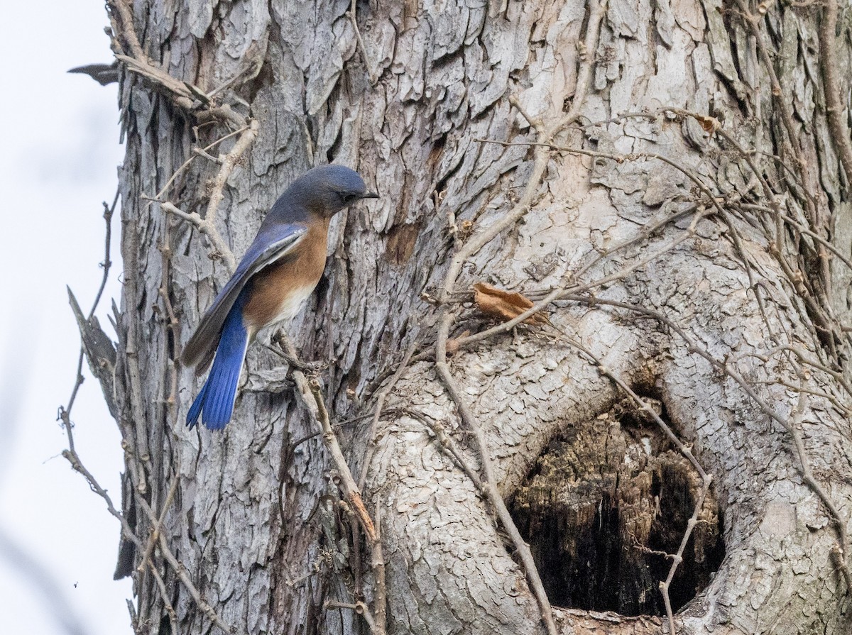 Eastern Bluebird - ML645592891