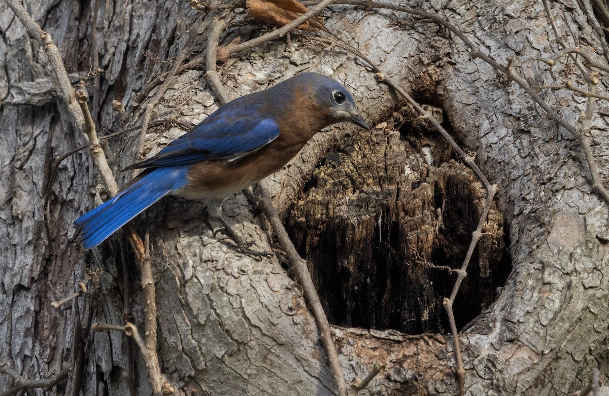 Eastern Bluebird - ML645592892
