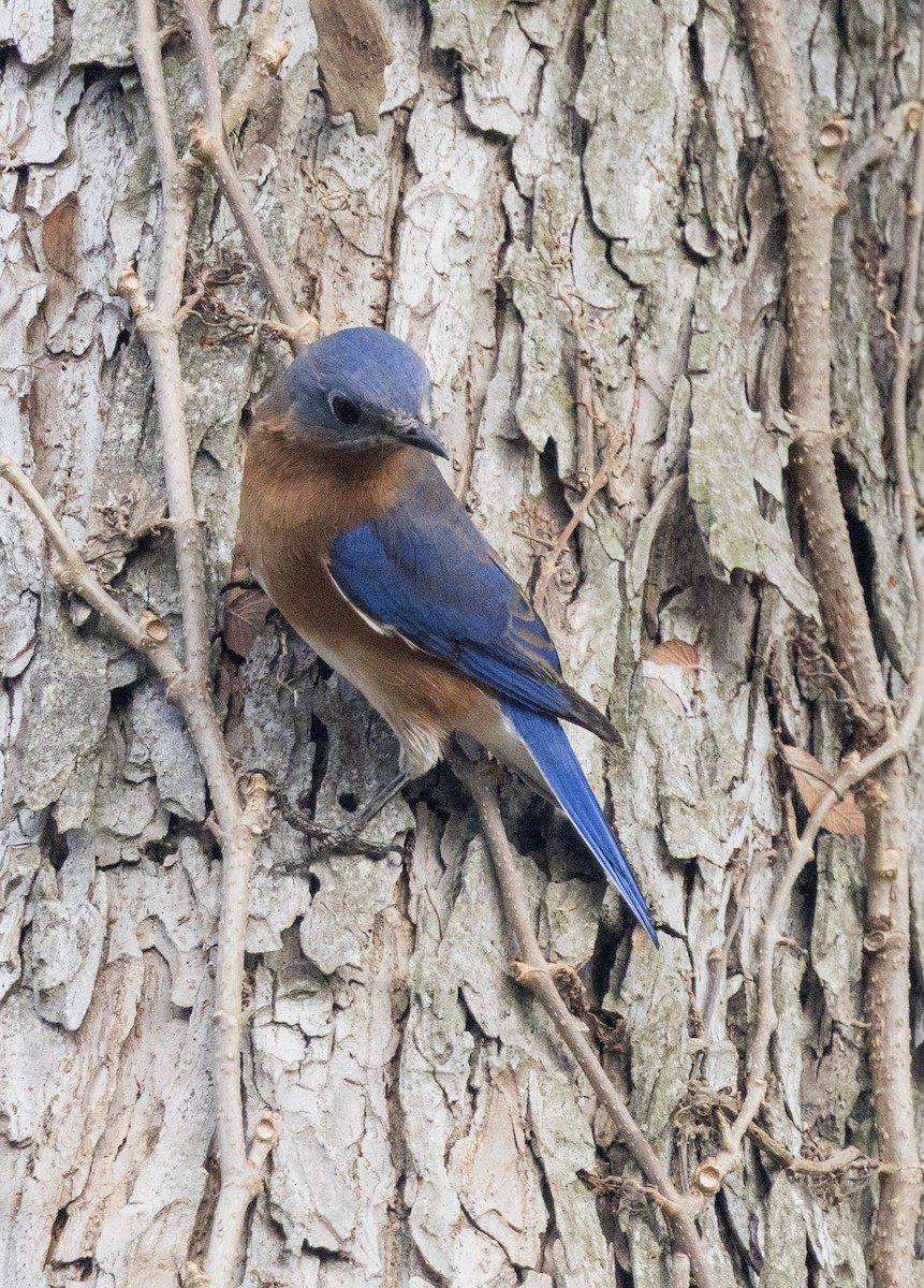 Eastern Bluebird - ML645592893