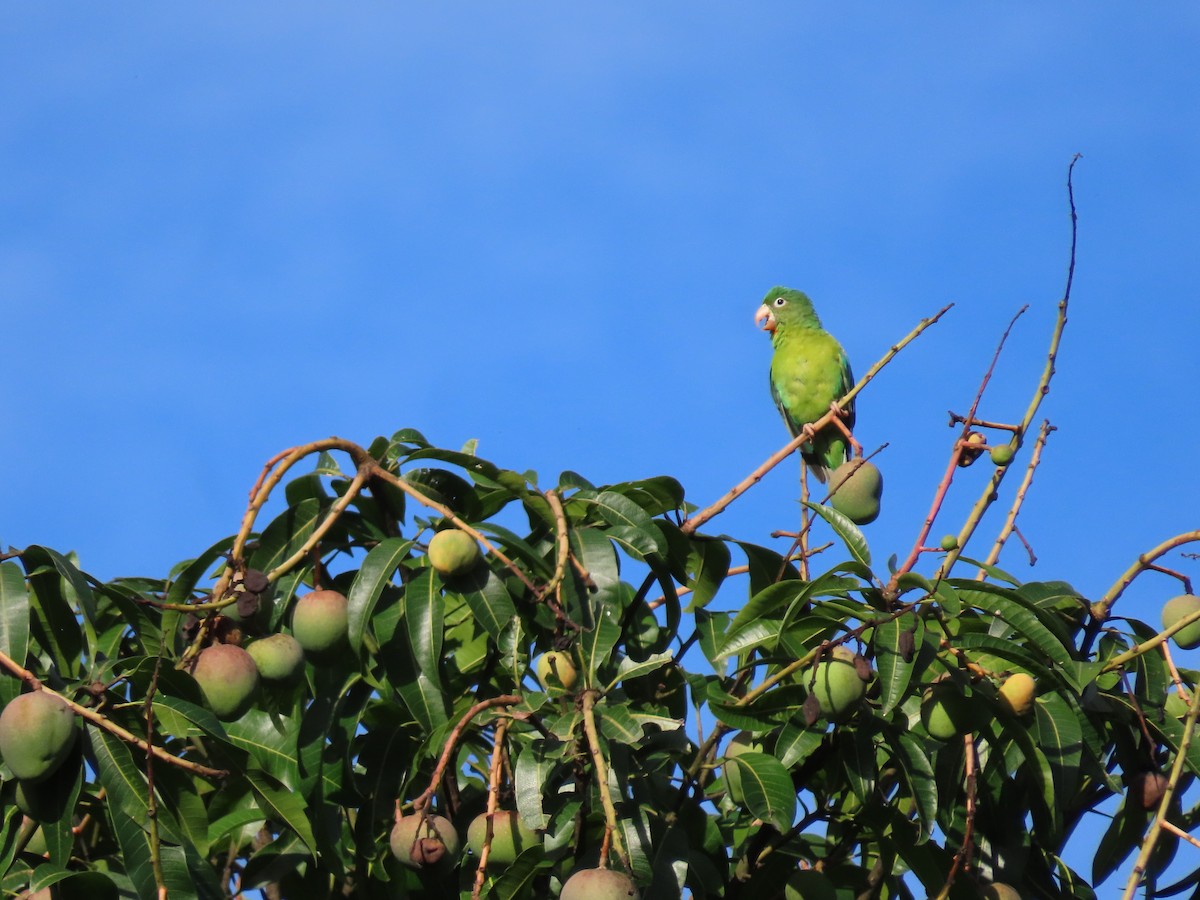 Orange-chinned Parakeet - ML645592899