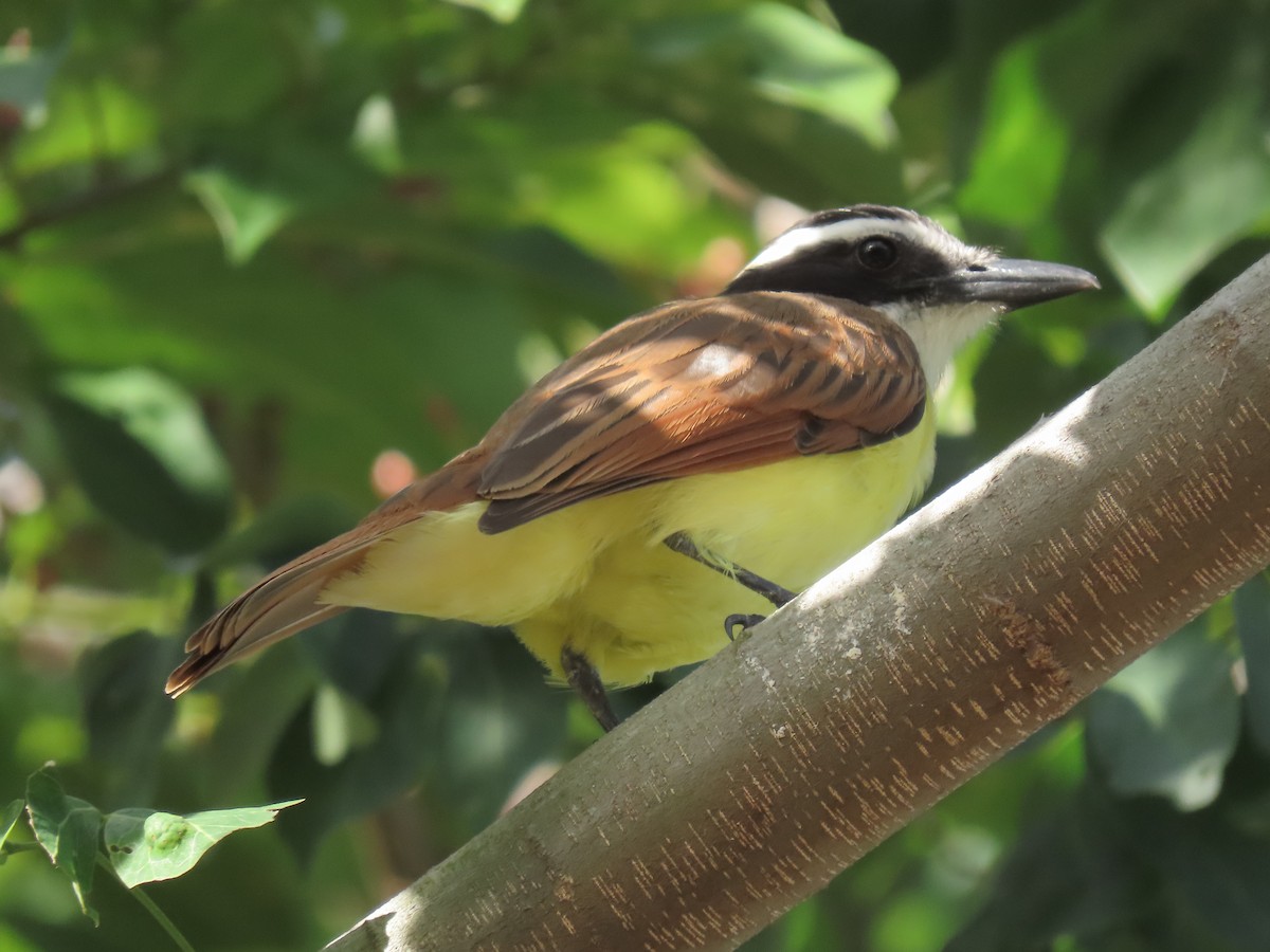 Great Kiskadee - ML645592902