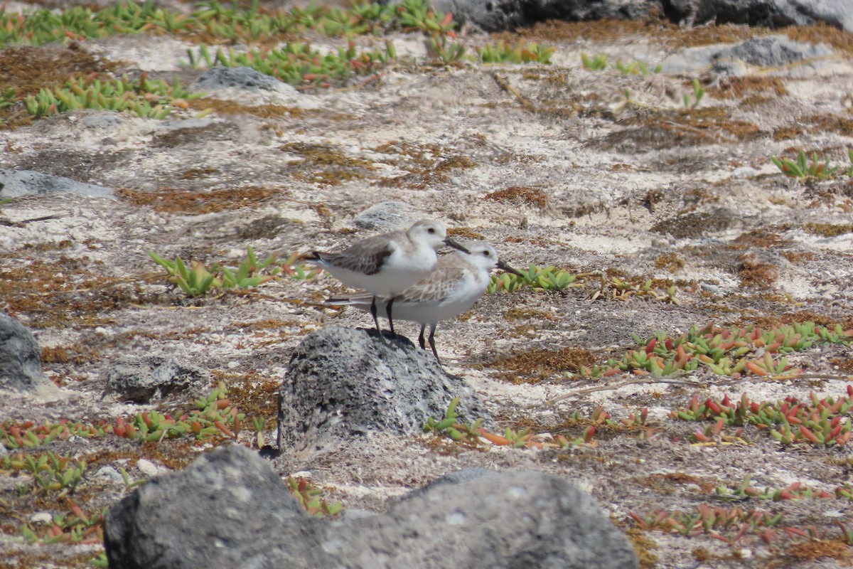 Txirri zuria - ML645592904