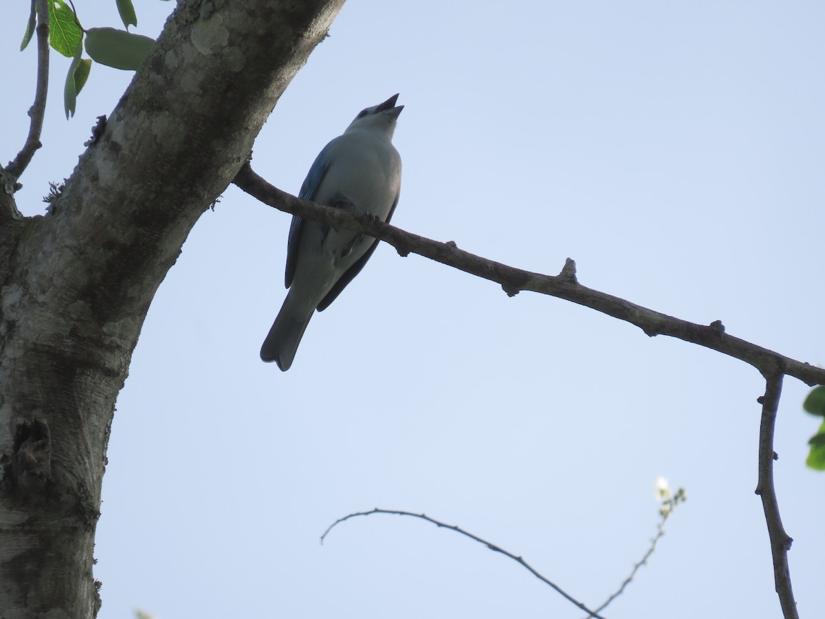 Blue-gray Tanager - ML645592910