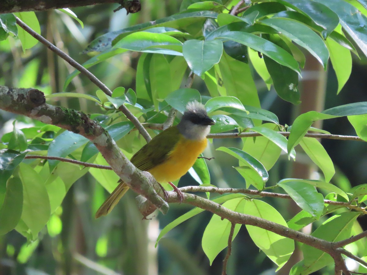Gray-headed Tanager - ML645592919