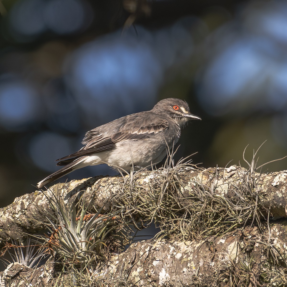 Gray Monjita - ML645592924